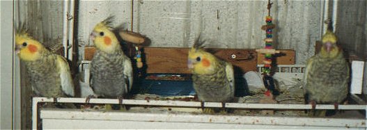 Chicks on playstand.