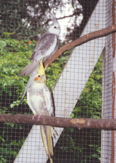 This pair had problems when kept with kakarikis.