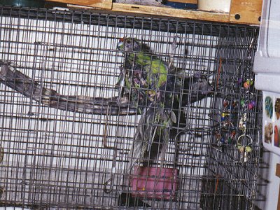 Toast's legs are severely crippled, yet she climbs around her cage with ease.