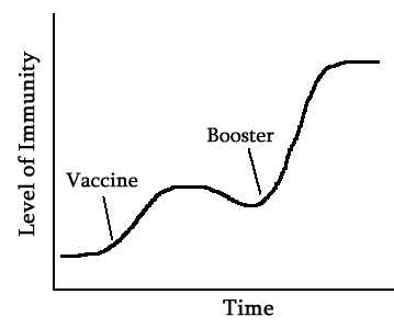Level of immunity peaks after second dose.