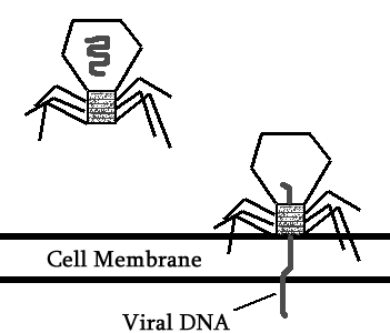 A virus injecting its DNA.