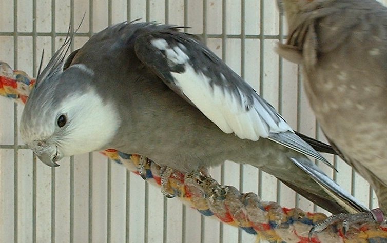 Whiteface male cockatiel