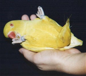I handfed Yellow Bird myself.